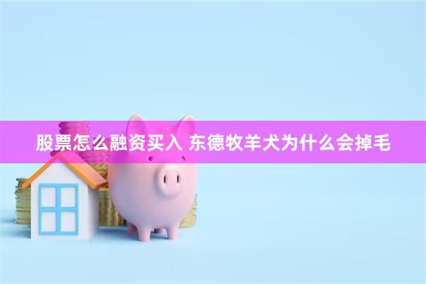 股票怎么融资买入 东德牧羊犬为什么会掉毛